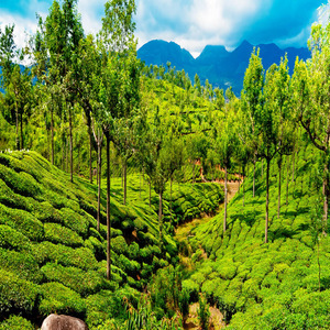 <span>Day 1</span> Munnar