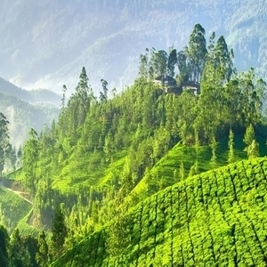 <span>Day 1</span> Munnar