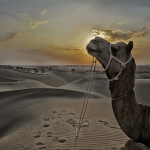 <span>Day 5</span> Jaisalmer