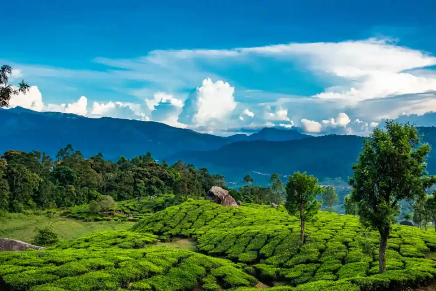 Hill station - Tea plantation - Munnar - Kerala