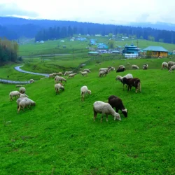 web_gallery17211219201621Srinagar(3)