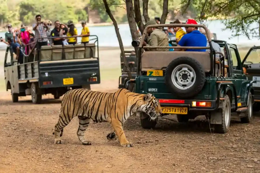 Experience Sawai Shivir Ranthambore