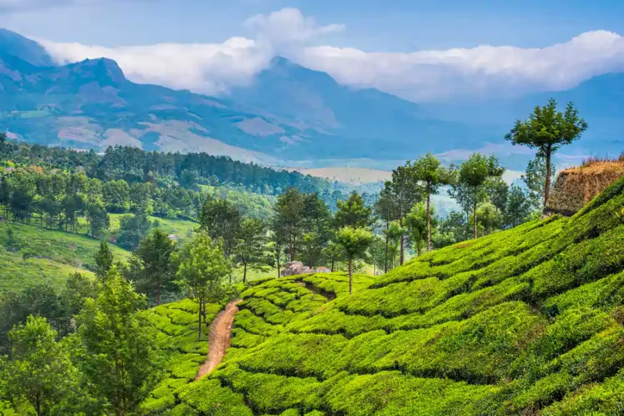 Munnar Short Break