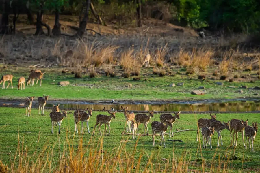 Wilderness of Rajasthan